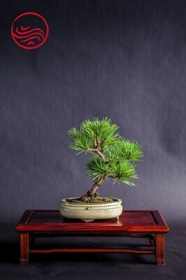 Bonsai Pinus Thunbergii Shoin