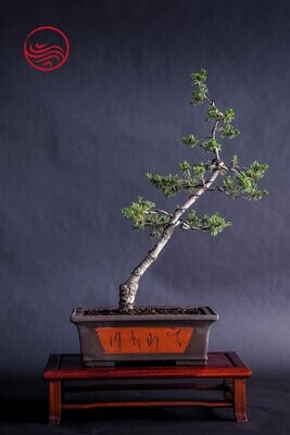 Bonsai Pinus Parviflora Kokonoe