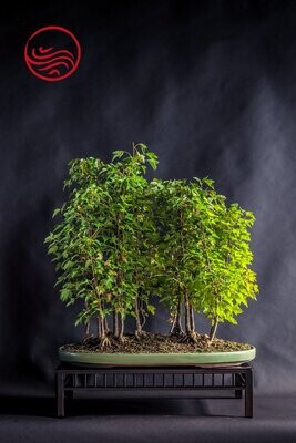 Bonsai Acer Burgerianum foret