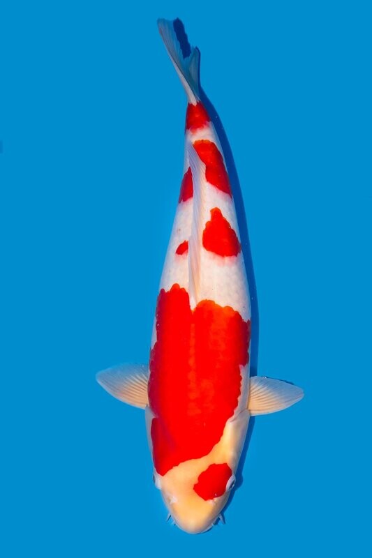 Kohaku 57 cm