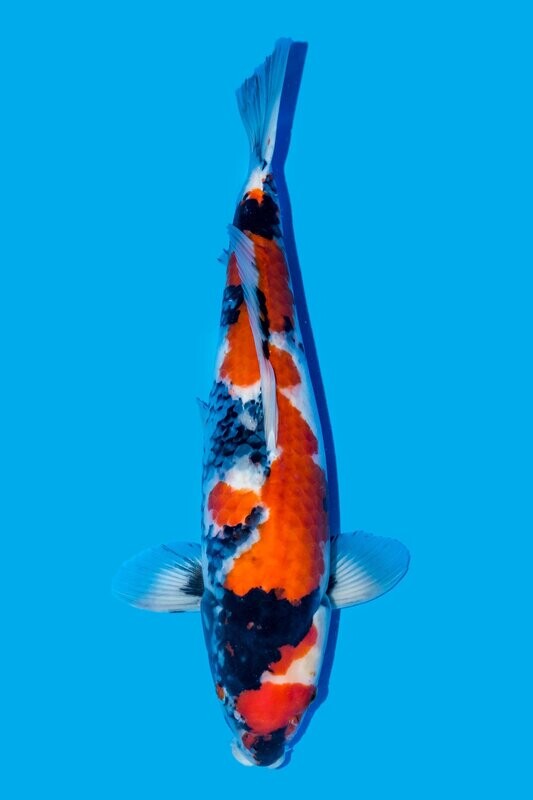 Showa  60cm