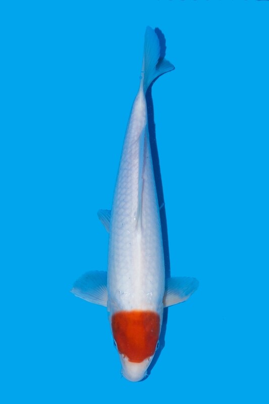 Tancho Kohaku 54 cm