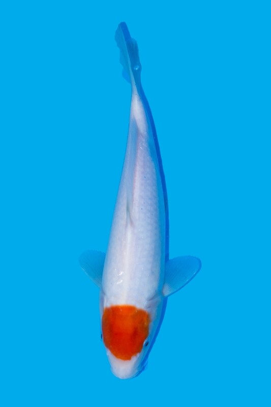 Tancho Kohaku 54 cm