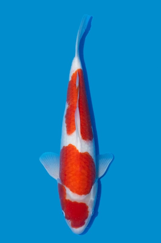Kohaku HQ 57 cm