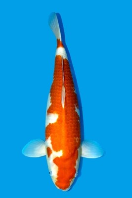 Kohaku 60 cm