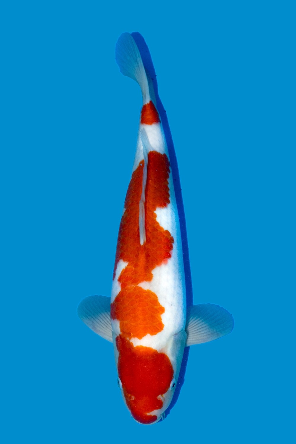 Kohaku 56 cm