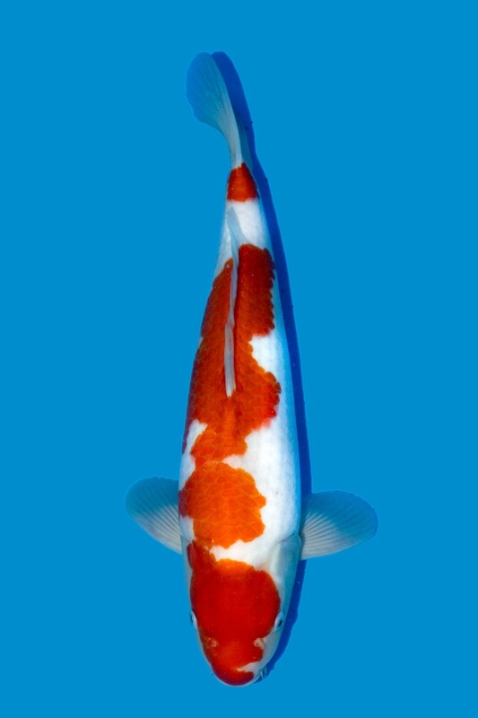Kohaku 56 cm