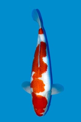 Kohaku 56 cm