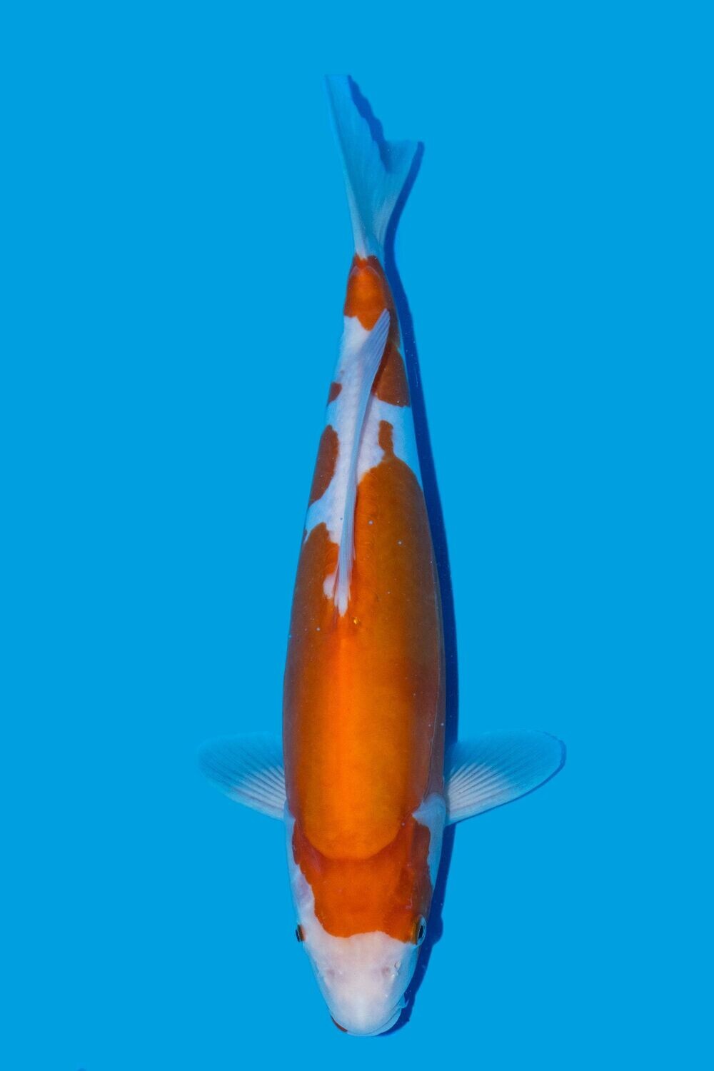 Doitsu Kohaku 40 cm