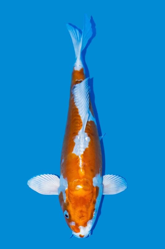 Kikusui 43 cm