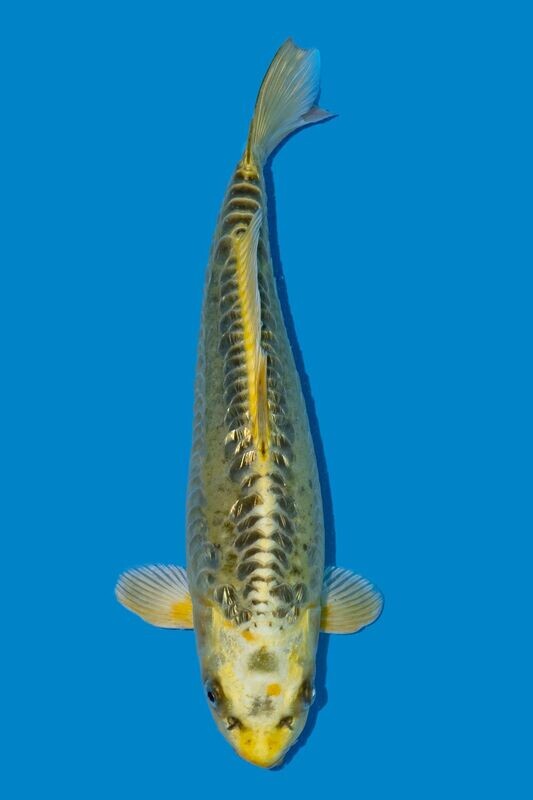 Ginrin Mezhuo Ogon (Jumbo Tosai)