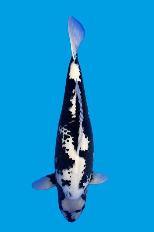 Matsukawabake  1er prix Koi Show FKS 2023