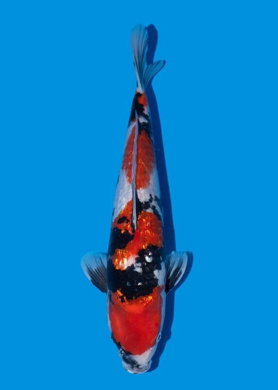 Ginrin Showa 48 cm