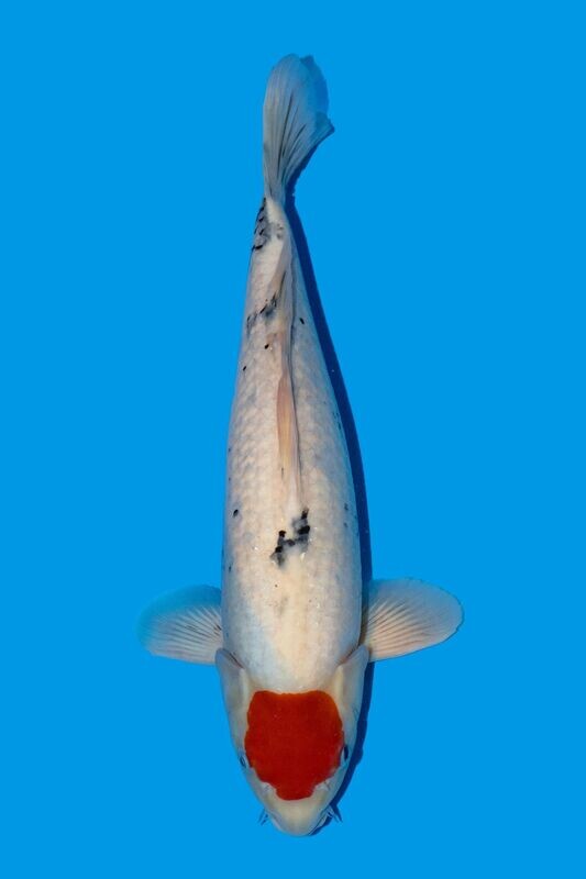 Tancho Sanke 51 cm