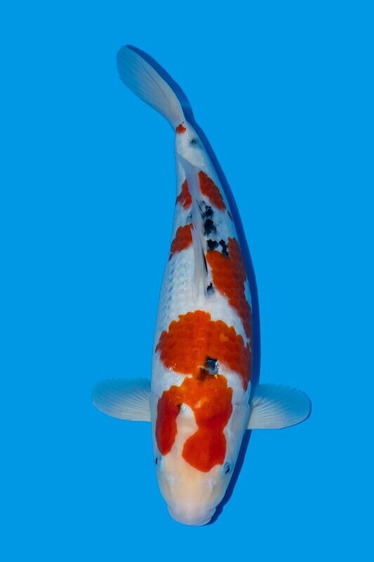 Sanke. 52 cm