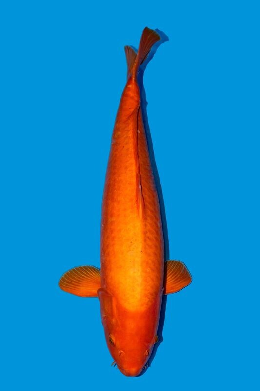 Red Karashigoi