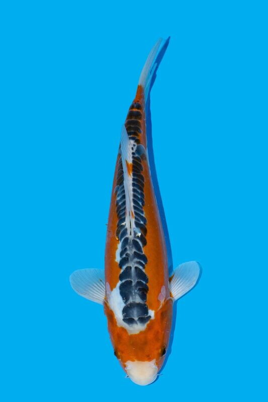 Hi Shusui 40 cm