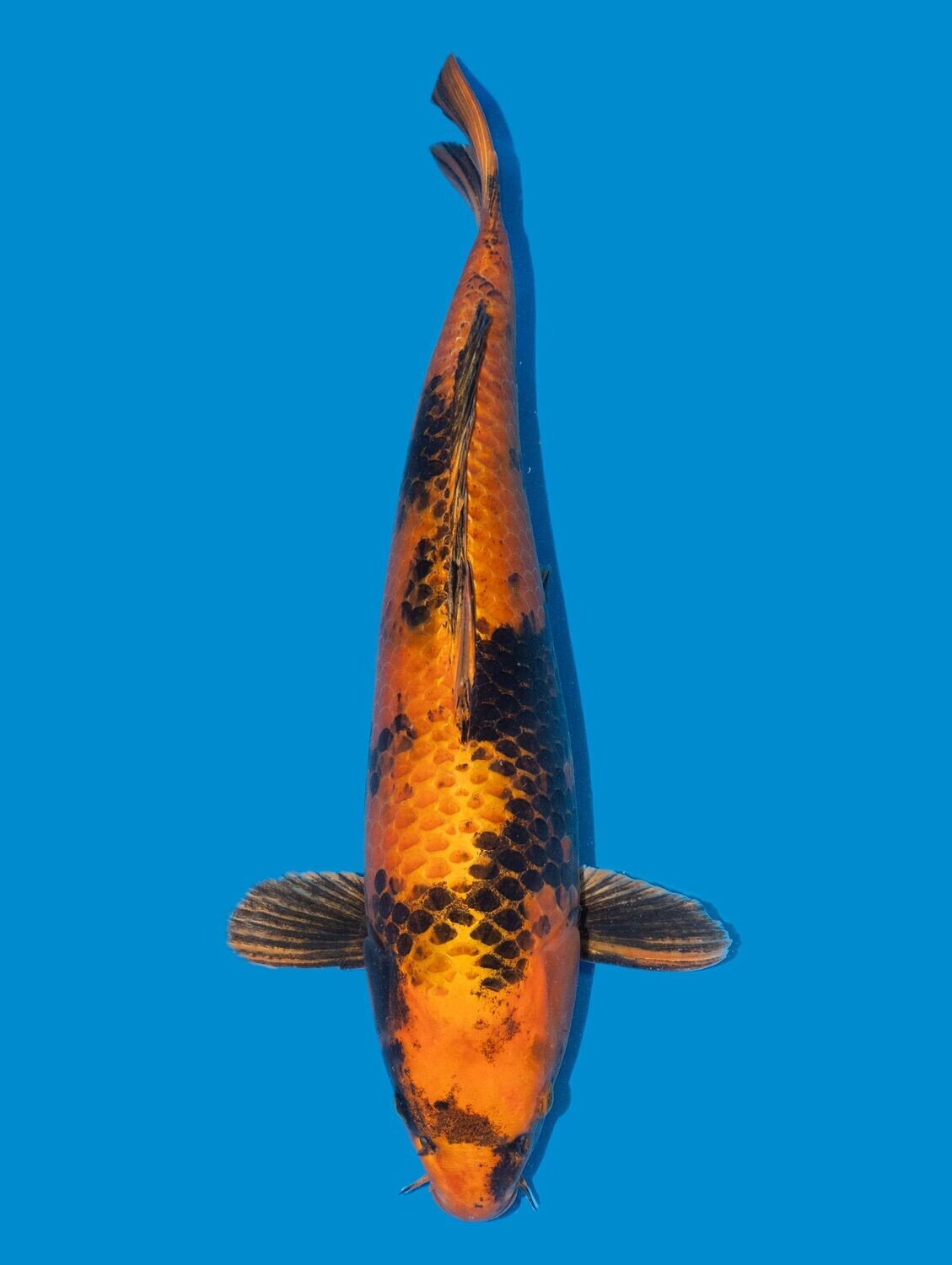 Kin ki Utsuri 60 cm