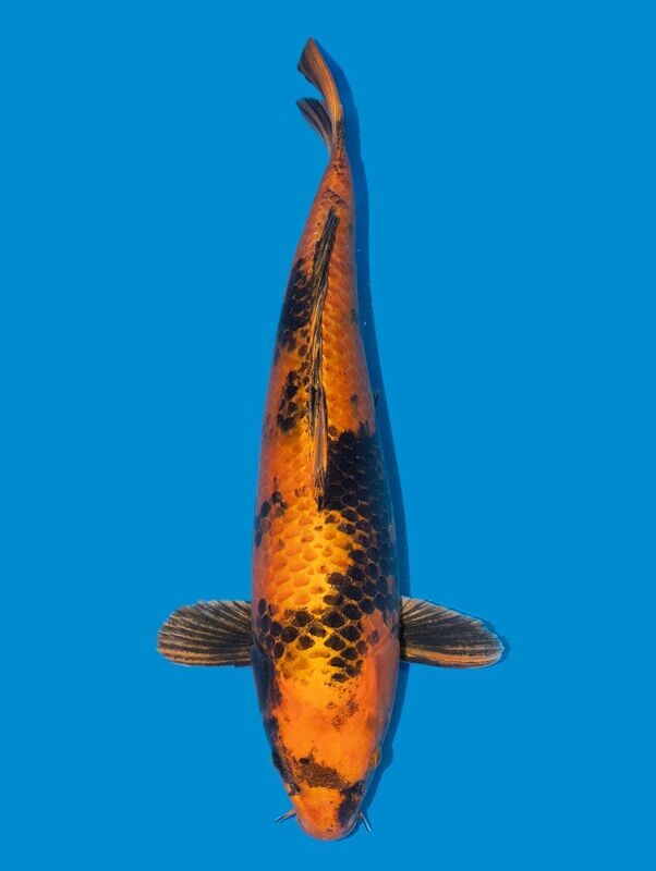 Kin ki Utsuri 60 cm
