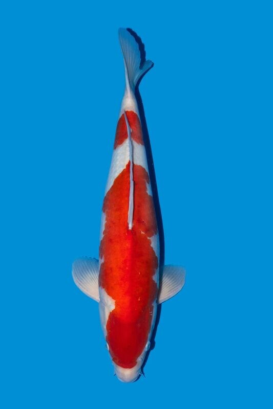 Kohaku  61 cm