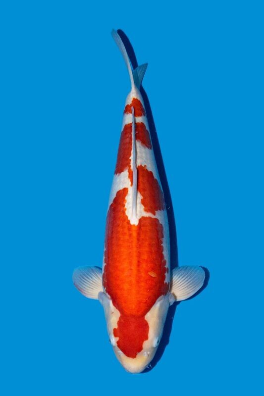 Kohaku  61 cm  (prix promotion)