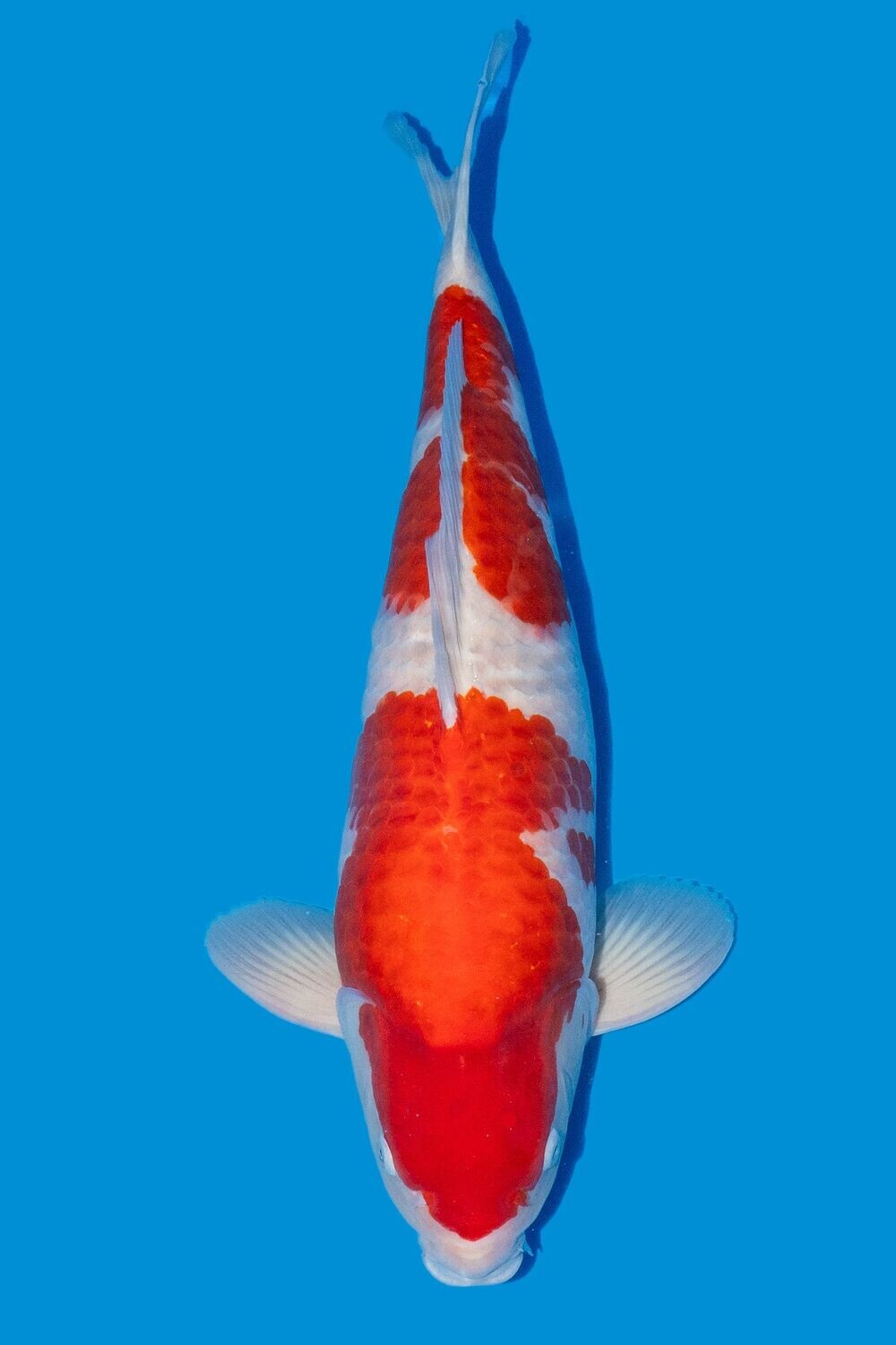Kohaku  65 cm