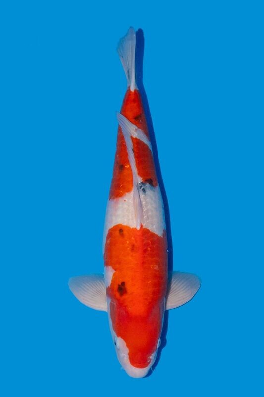 SANKE  61 cm
