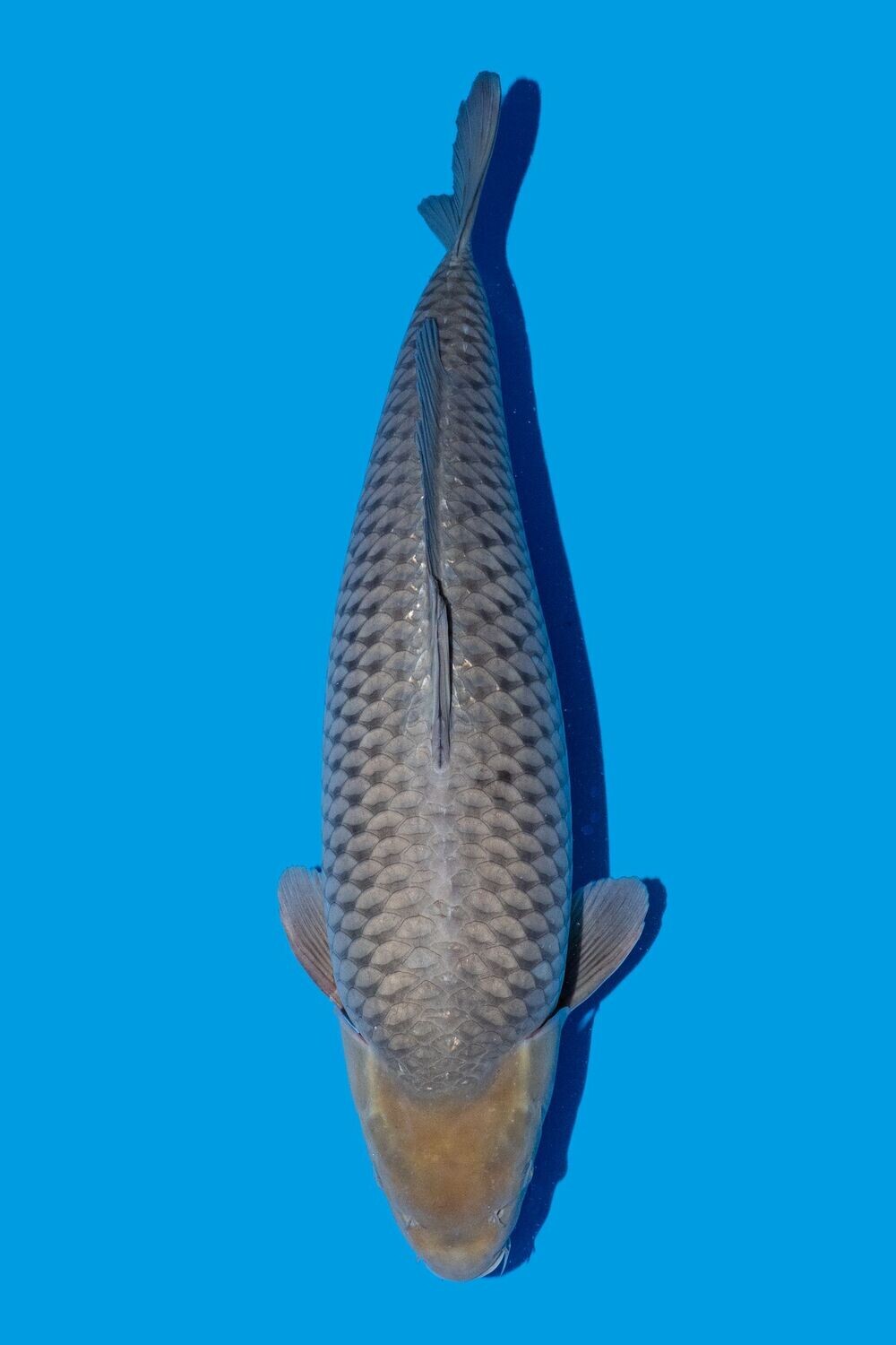 Soragoi