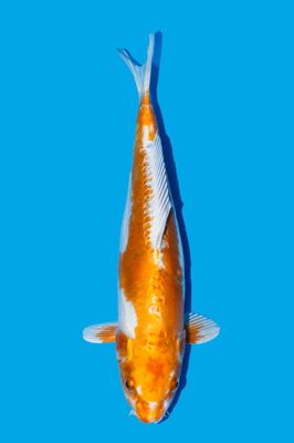 Kikusui 37 cm