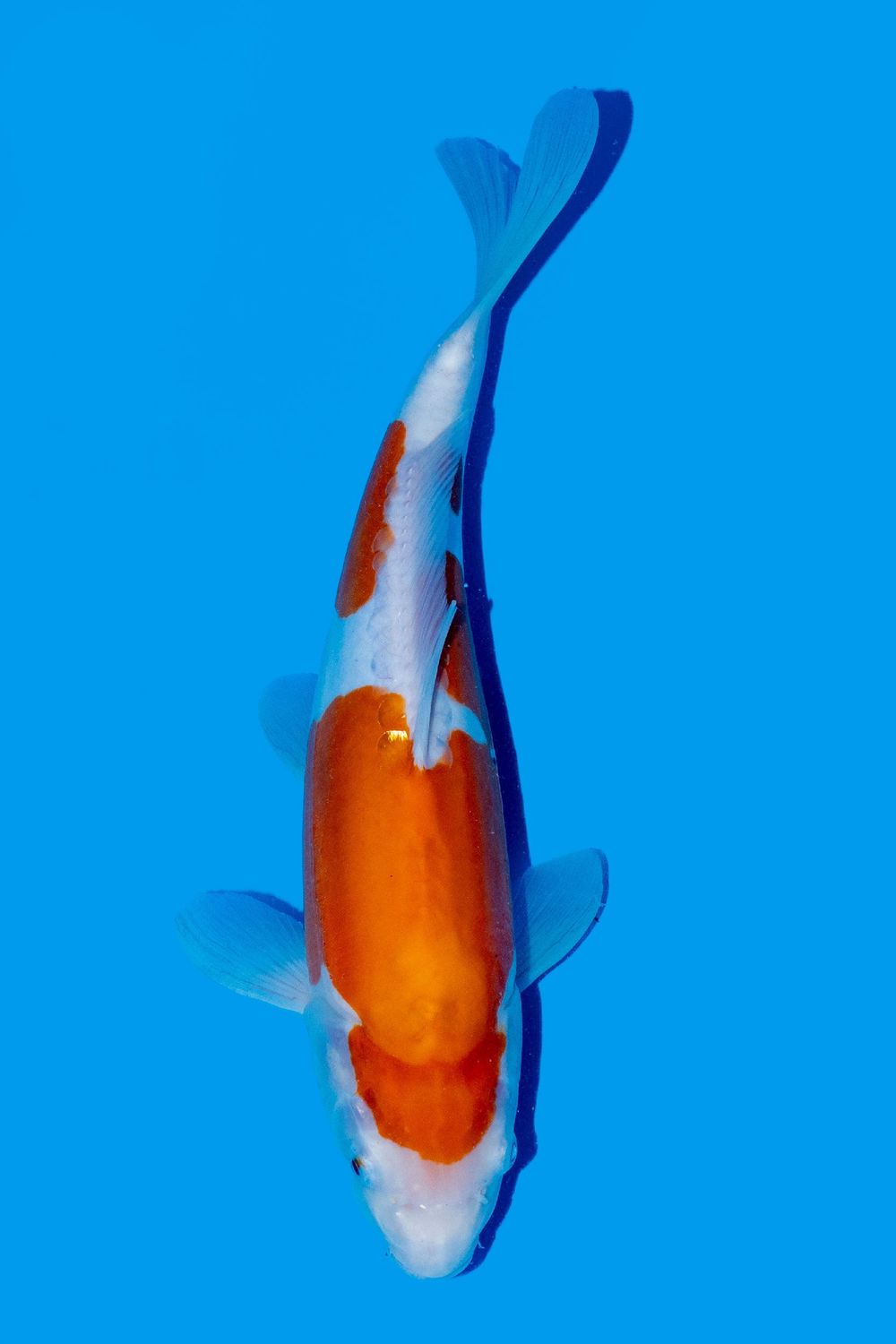 Doitsu Kohaku 40 cm