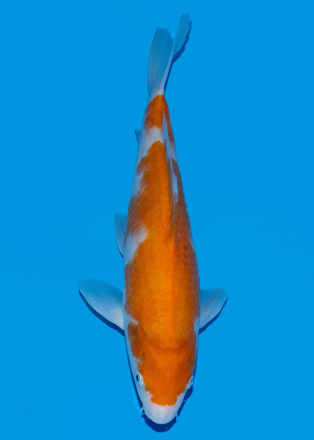 Kohaku 40 cm