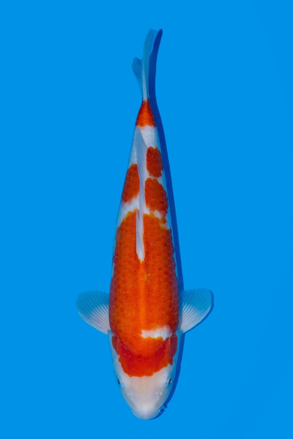 Kohaku 44 cm