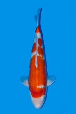 Kohaku 44 cm