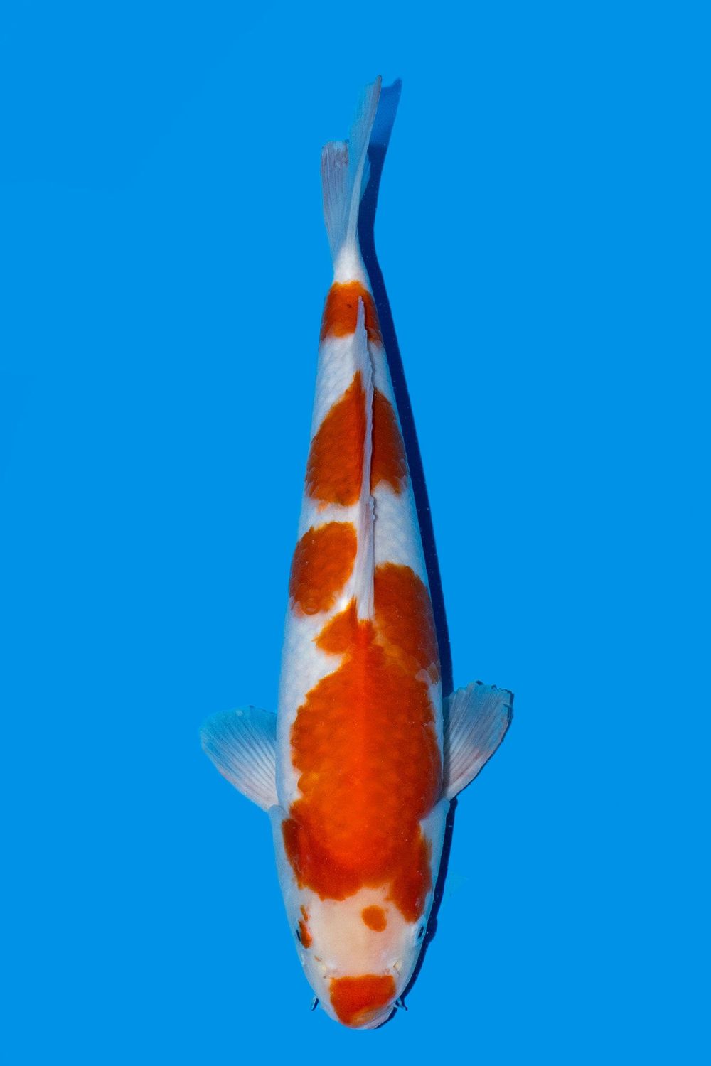 Kohaku 40 cm