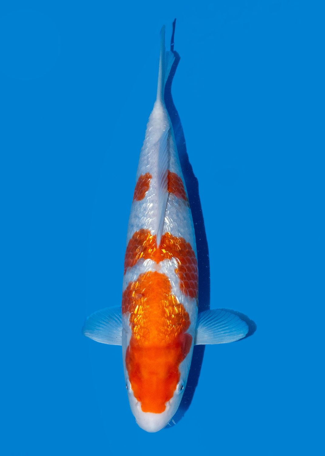 Ginrin Kohaku 40 cm
