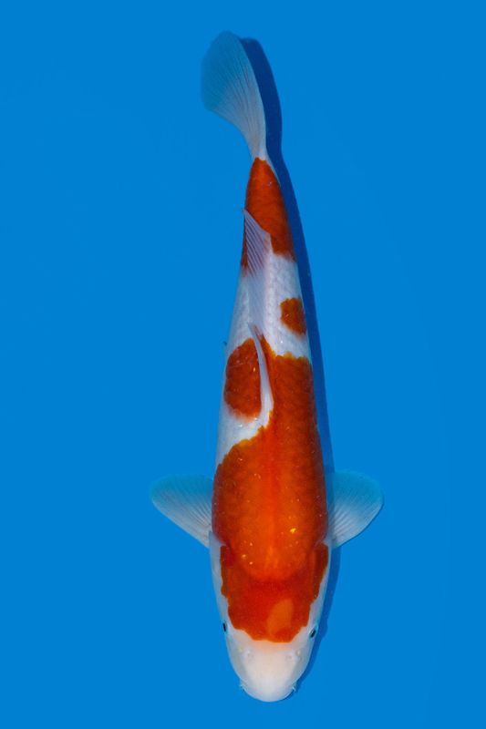 Kohaku 40 cm
