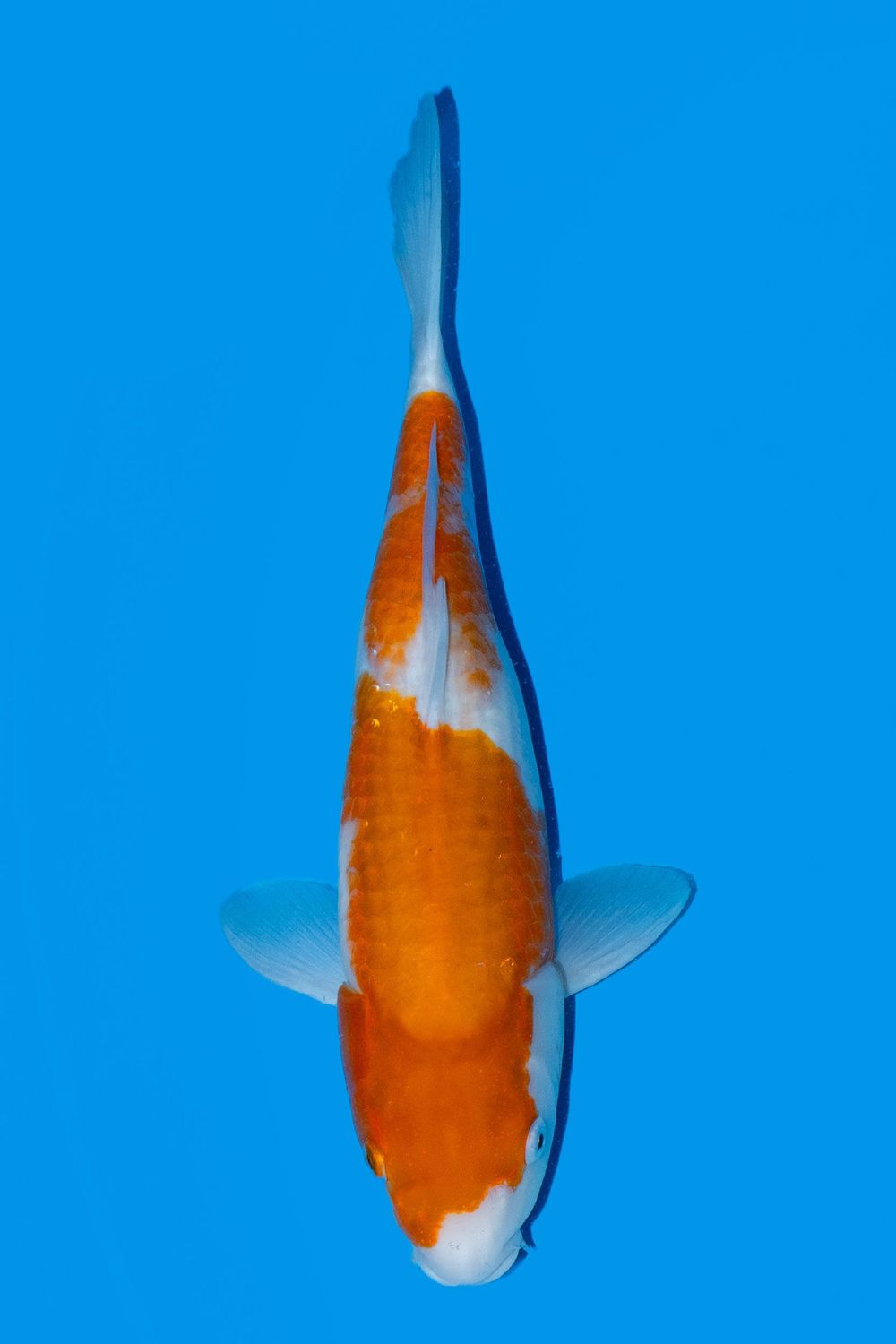 Kohaku 45 cm