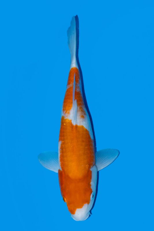 Kohaku 45 cm