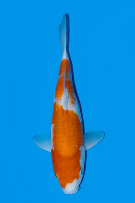 Kohaku 45 cm