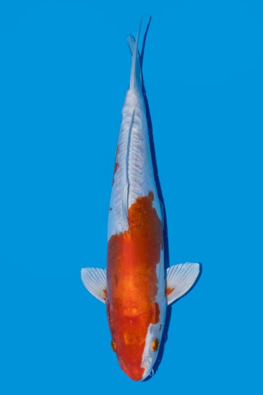 Kikusui. 36 cm