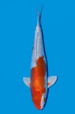 Kikusui. 36 cm