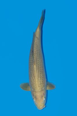 Chagoi  32 cm