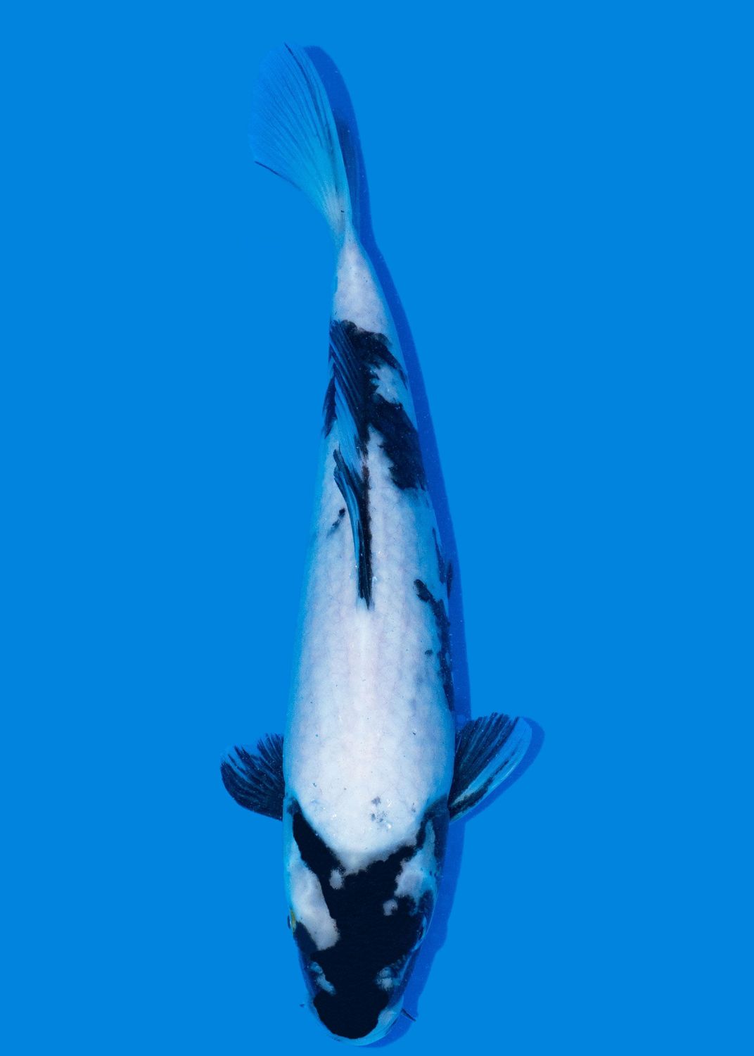 Shiro Utsuri 35 cm