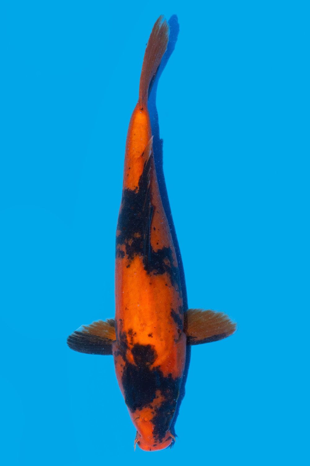 Hi Utsuri  35 cm