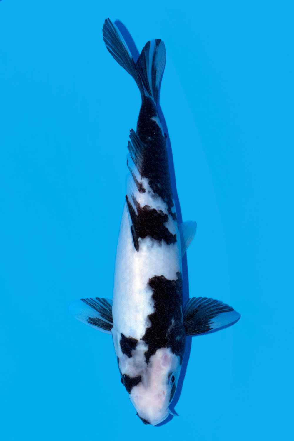 Shiro Utsuri 32 cm