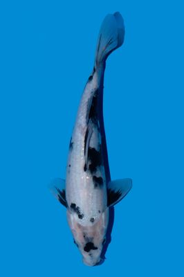 Shiro Utsuri 35 cm