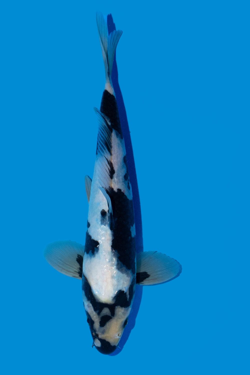 Shiro Utsuri 32 cm