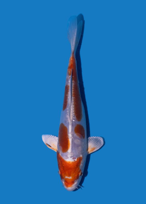 Kikusui 20 cm
