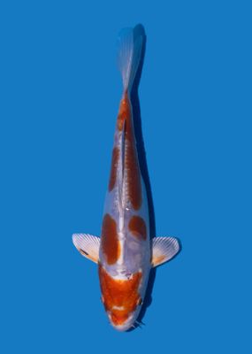 Kikusui 20 cm