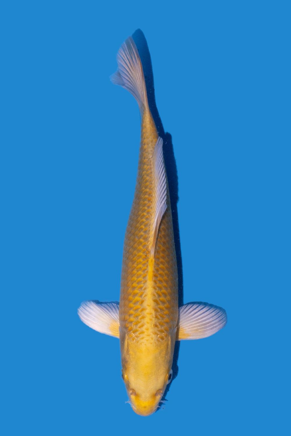 Yamabuki Ogon 25 cm